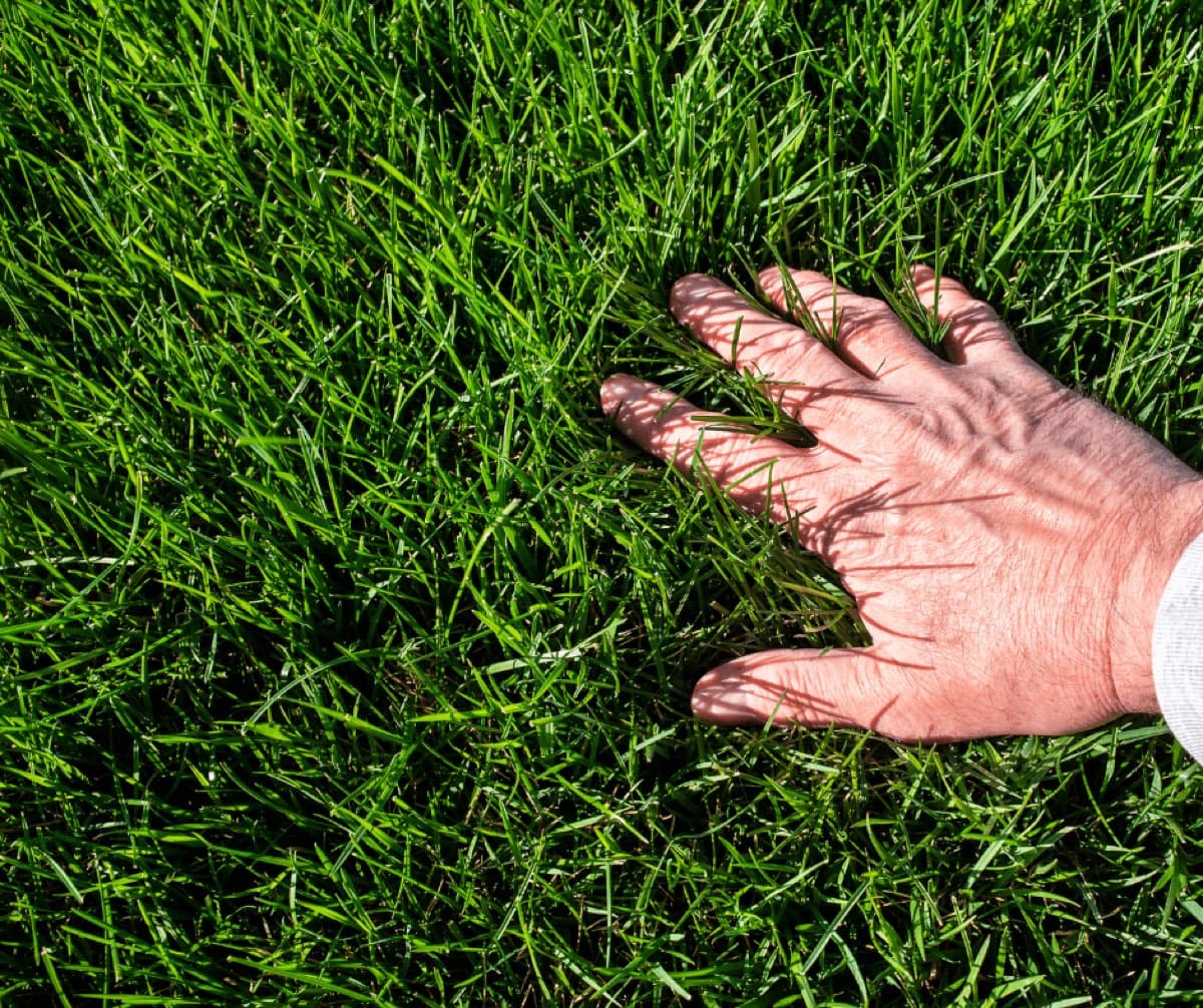 Hand resting on thick, healthy green grass