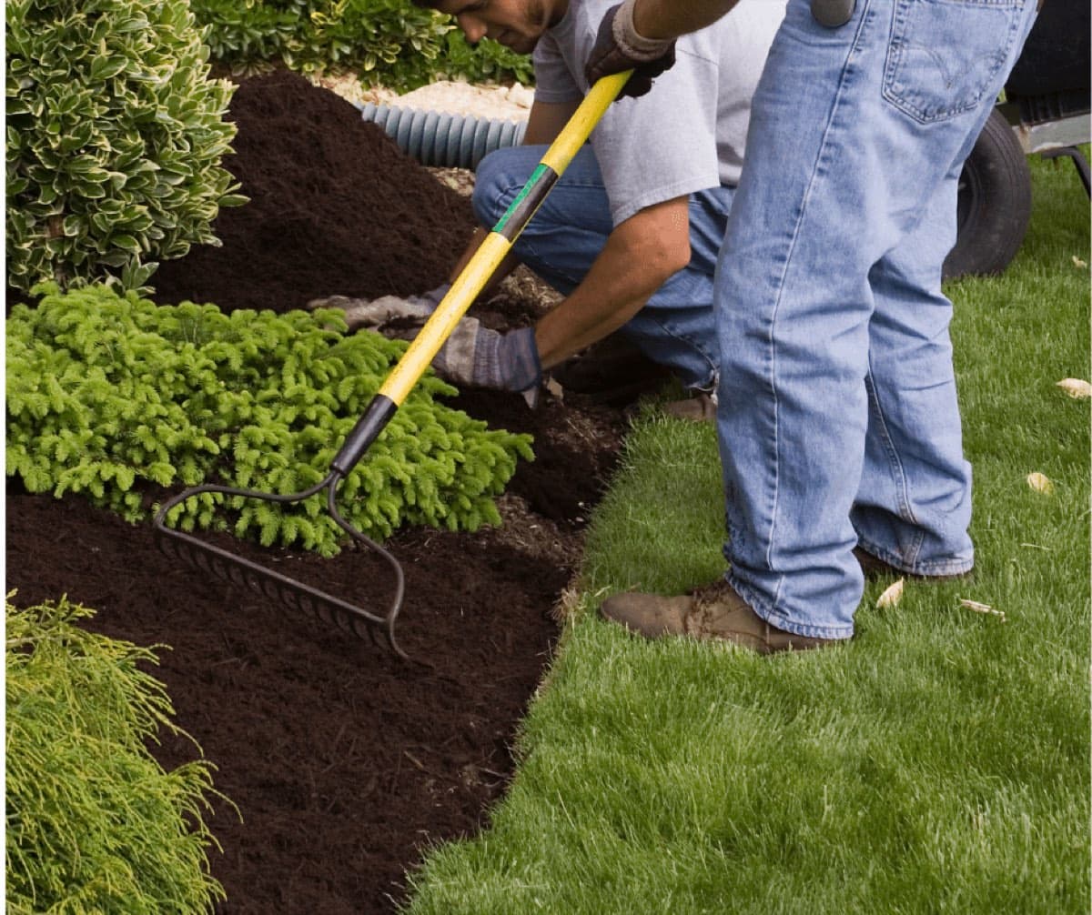 Two landscapers raking fresh mulch around shrubs next to a lawn