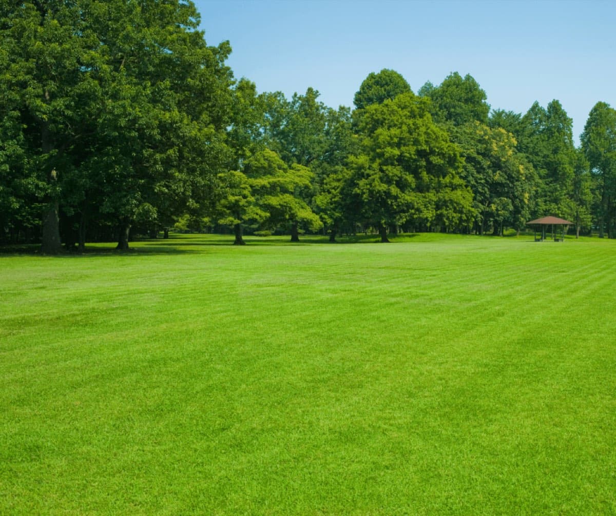 Wide open green lawn edged by tall trees