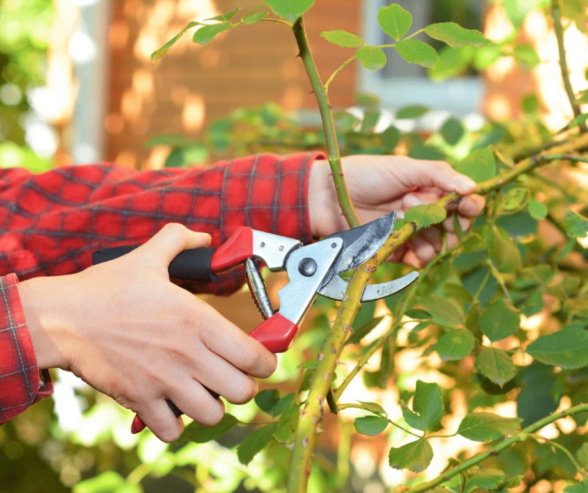 Bypass pruners cutting a rose stem