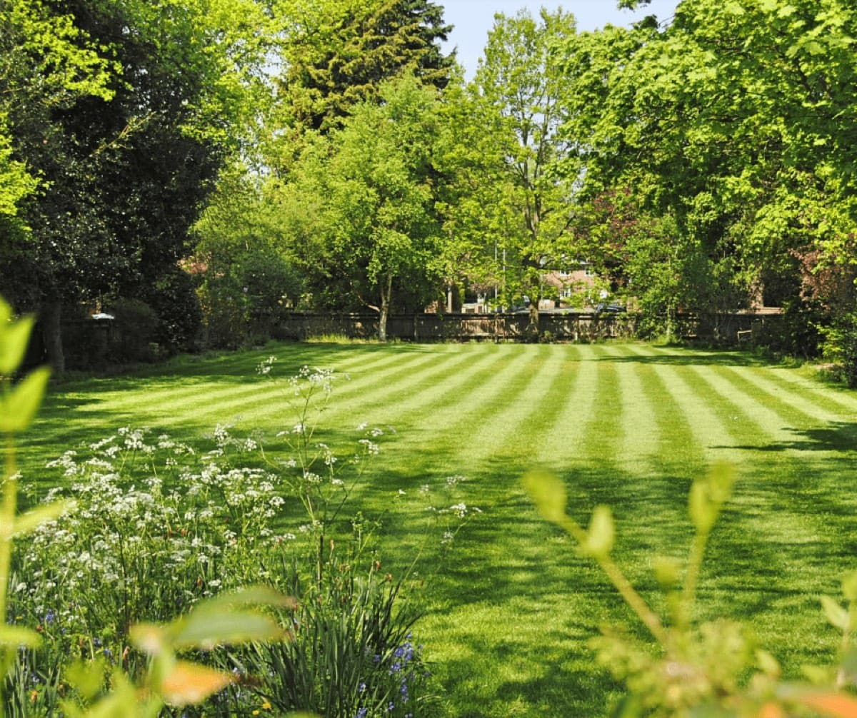 Freshly mowed lawn with stripes, bordered by trees and flowering plants
