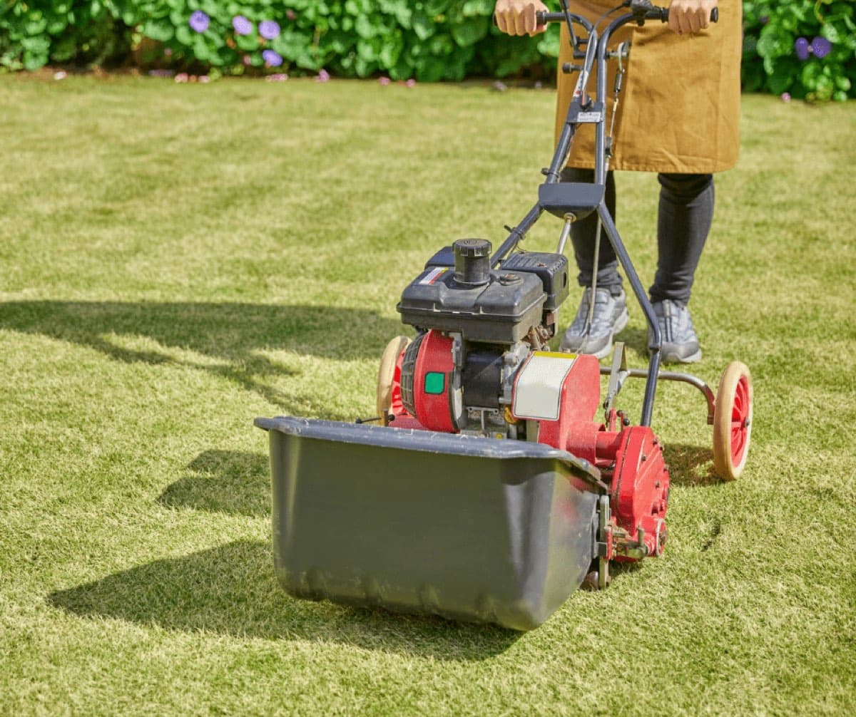 Walk-behind lawn machine with a grass collector on a lawn