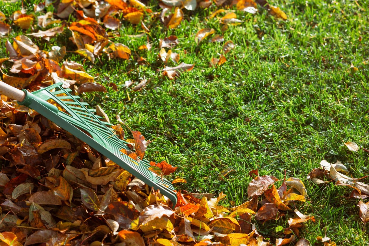 Green fan rake resting on a pile of fallen leaves beside cleared green grass