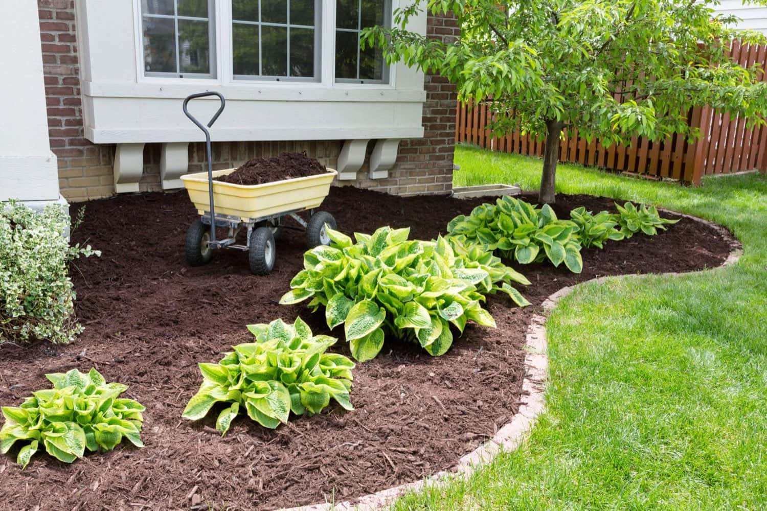 Freshly mulched garden bed with hostas and a curved edge beside a house