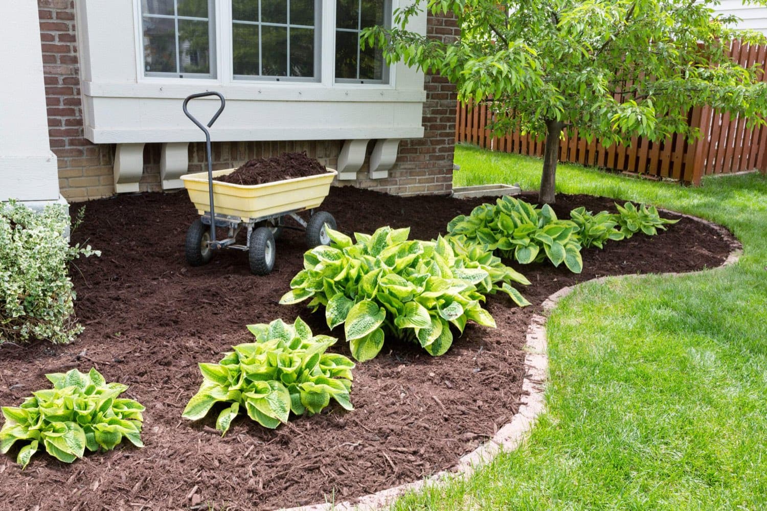 Freshly mulched garden bed with hostas and a curved edge beside a house