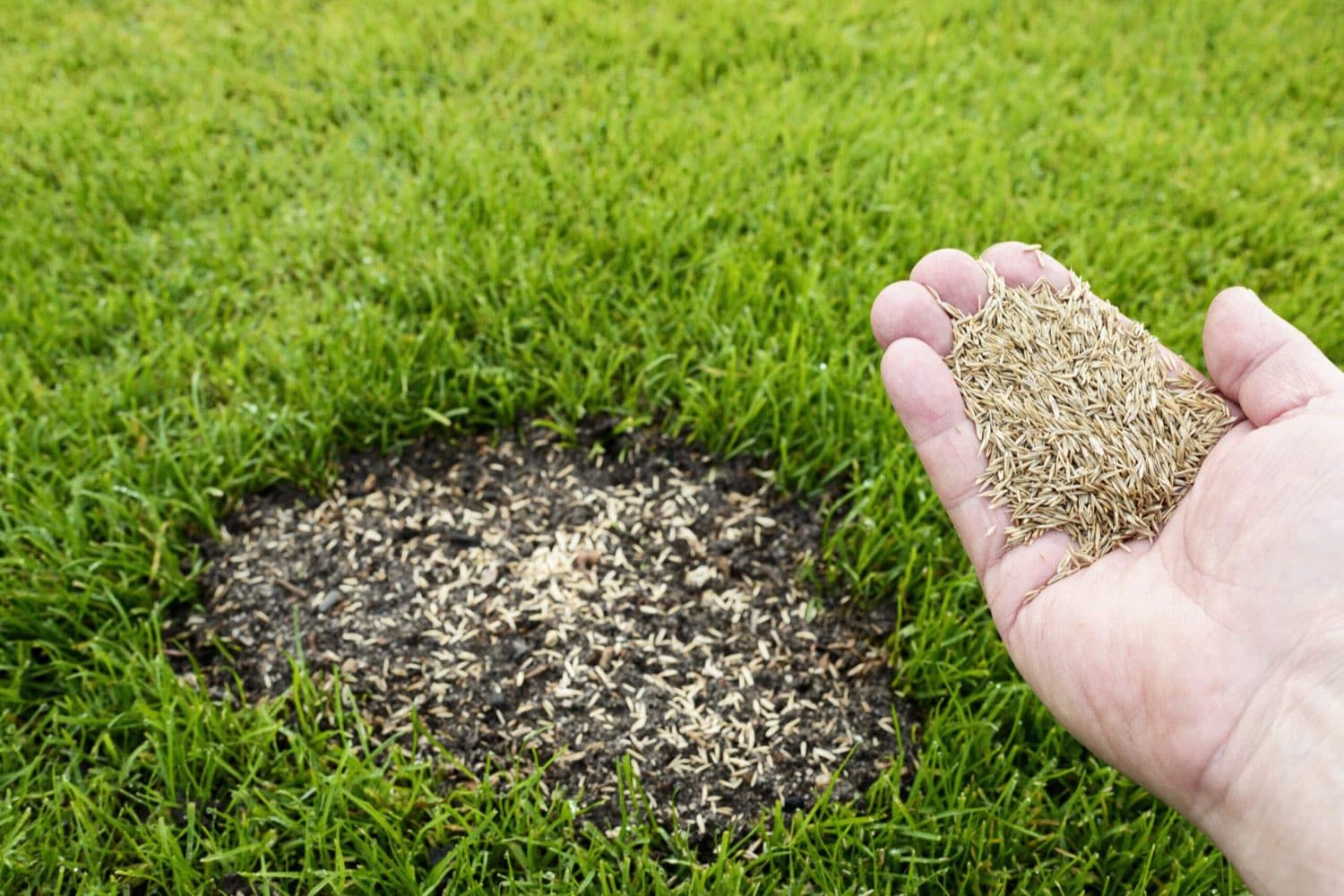 Hand holding grass seed over a bare patch in a lawn