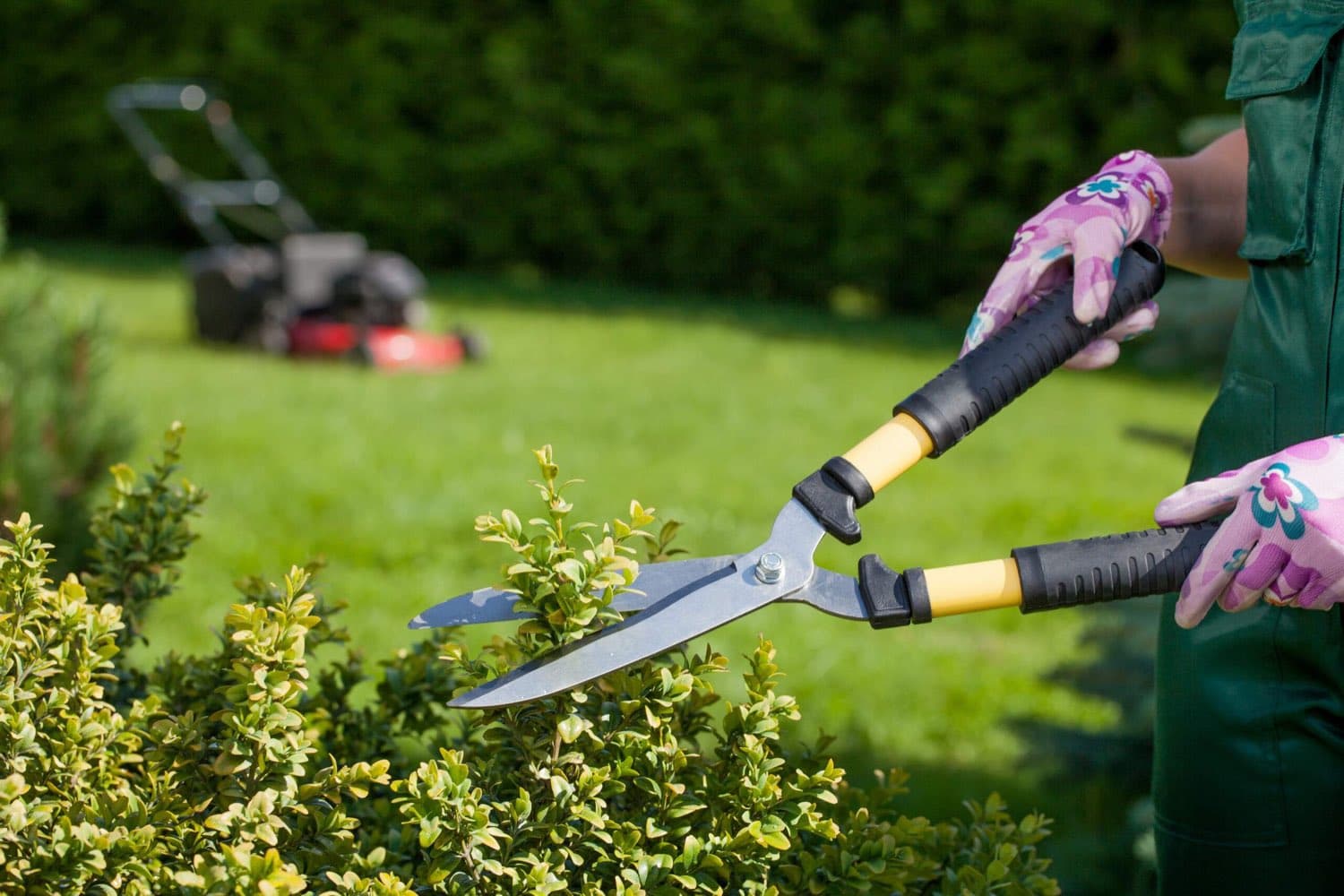 Gardener trimming a shrub with hand hedge shears, a lawn mower in the background