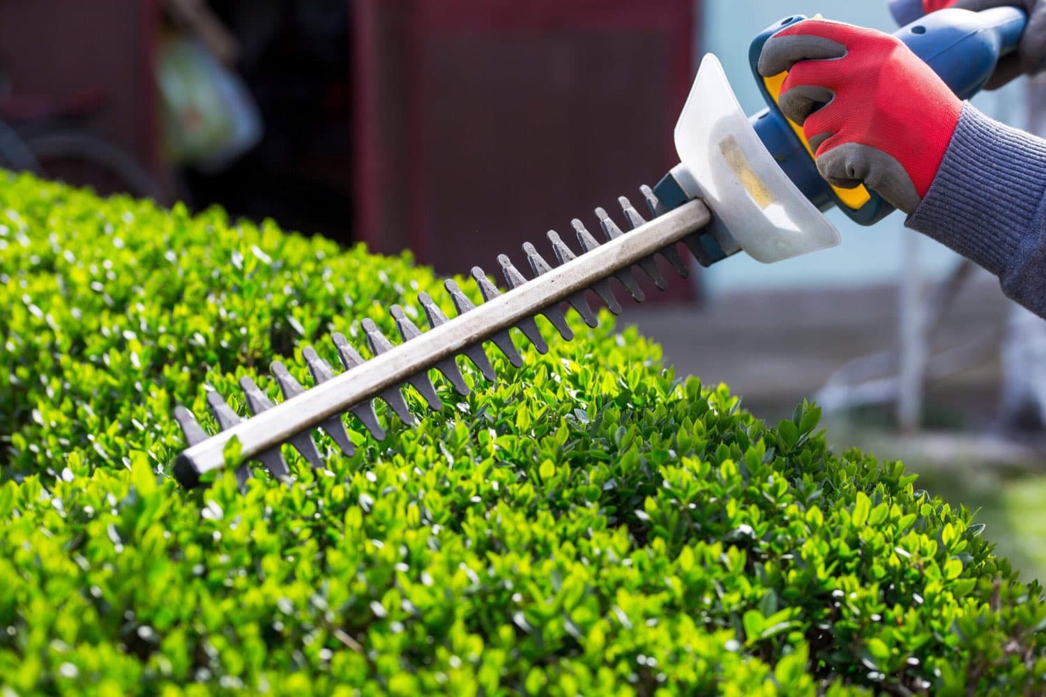 Electric hedge trimmer shaping a boxwood hedge