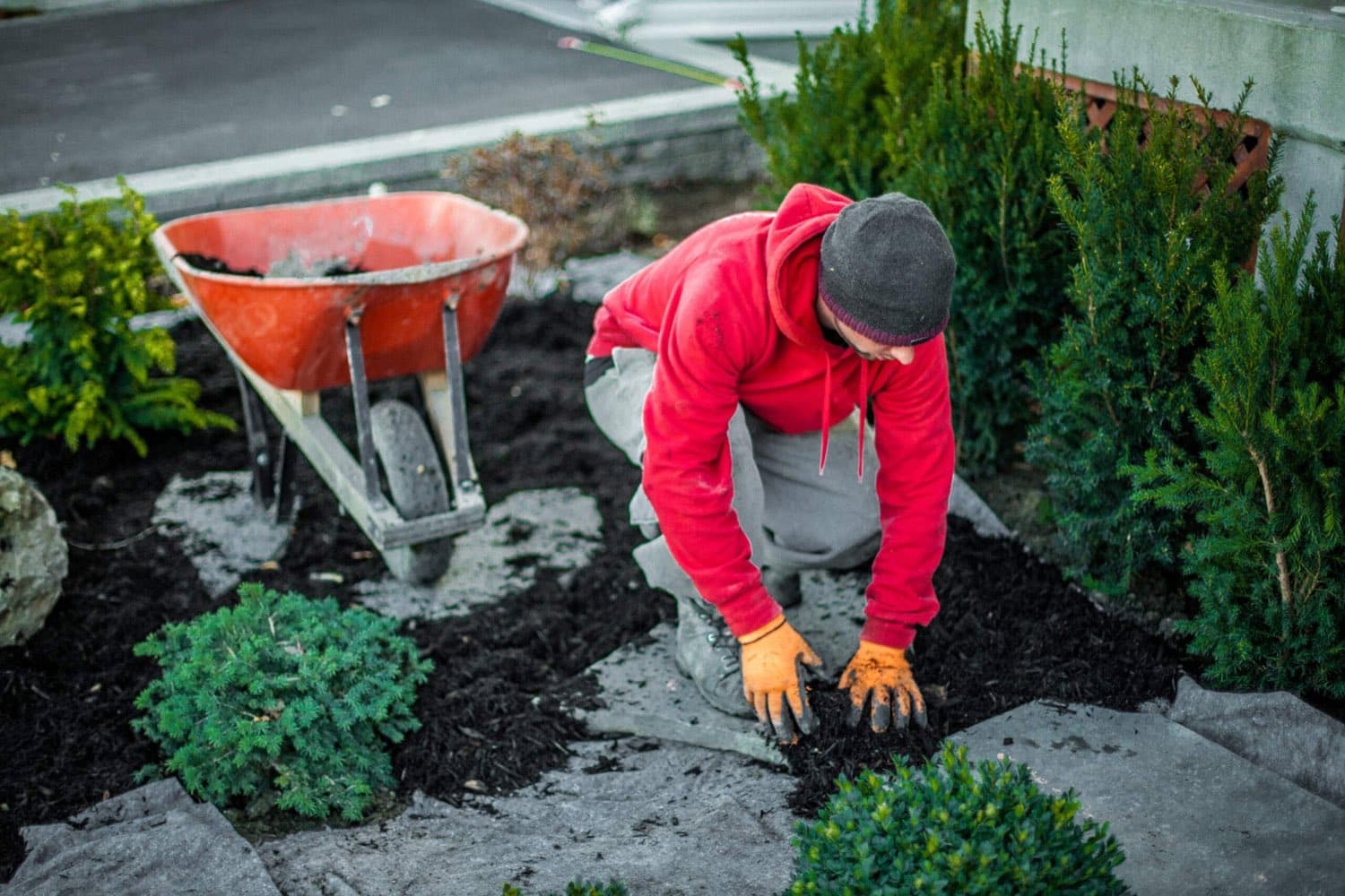 Landscaper planting small evergreen shrubs in a freshly mulched bed