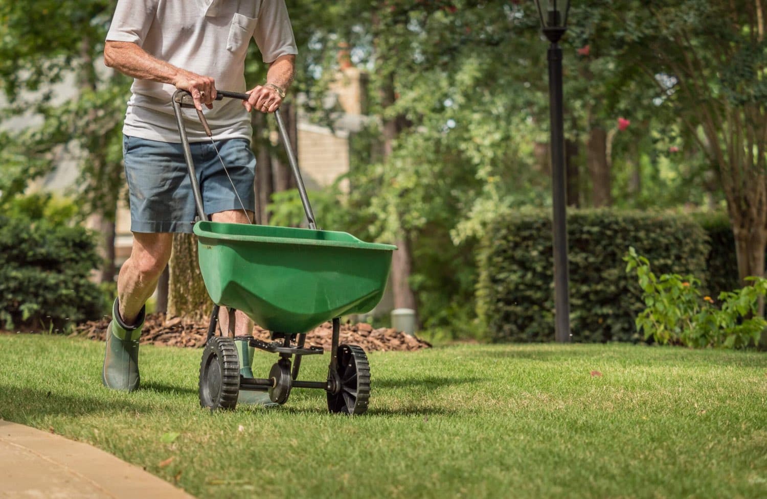Man pushing a broadcast spreader across a lawn