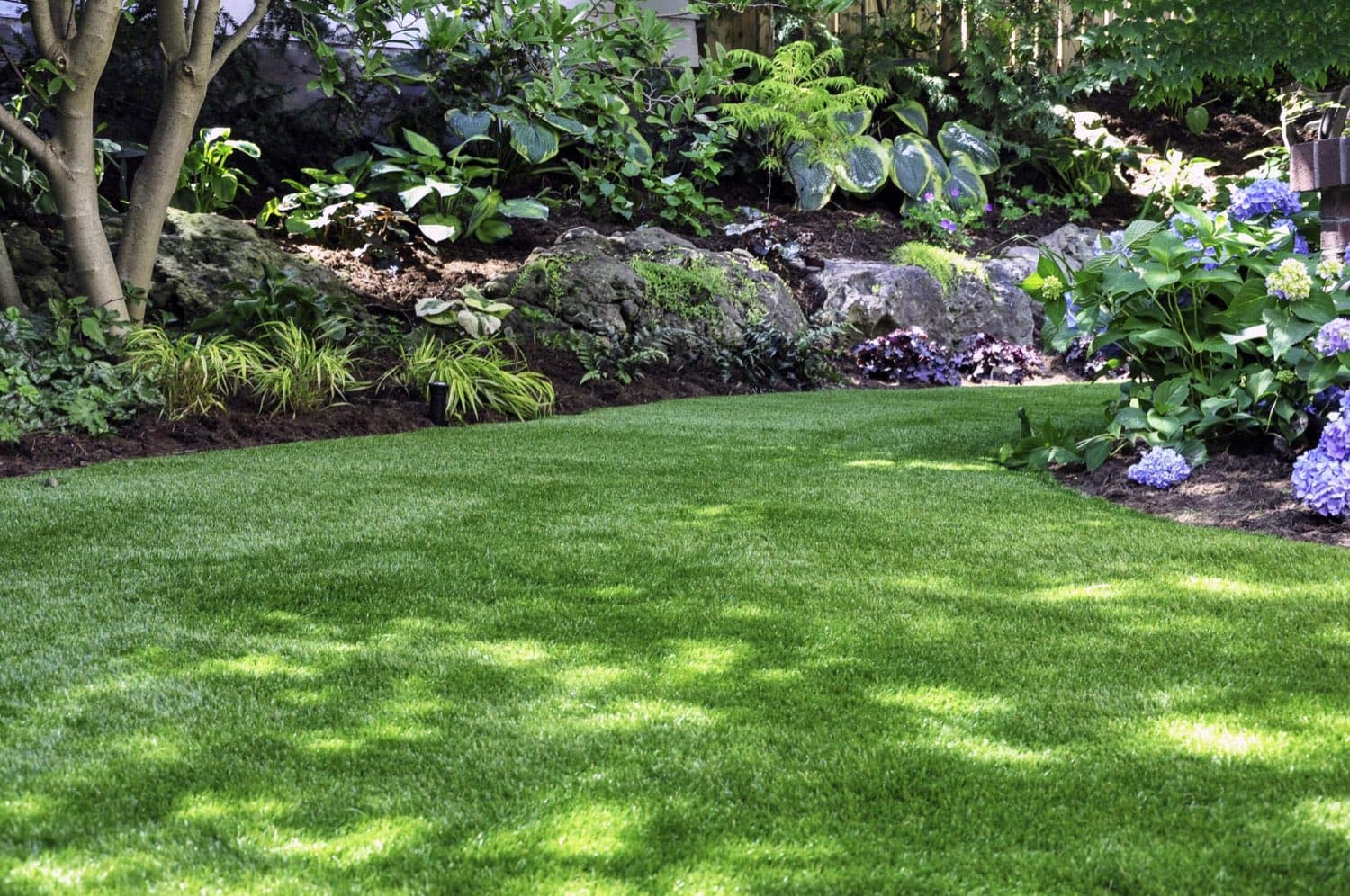 Healthy lawn beside a shade garden of hydrangeas, hostas and rocks