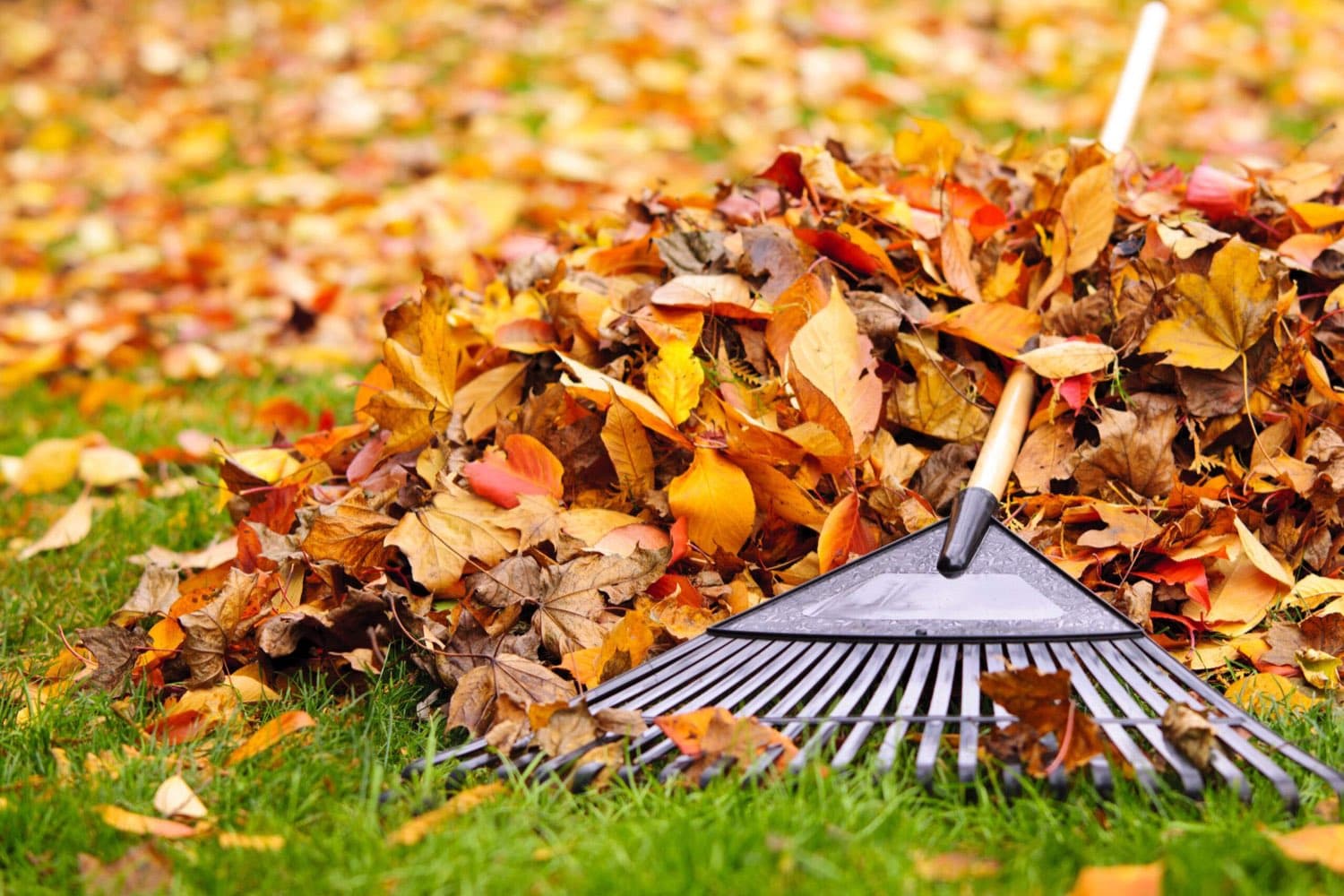 Rake and a pile of autumn leaves on a lawn during a fall cleanup
