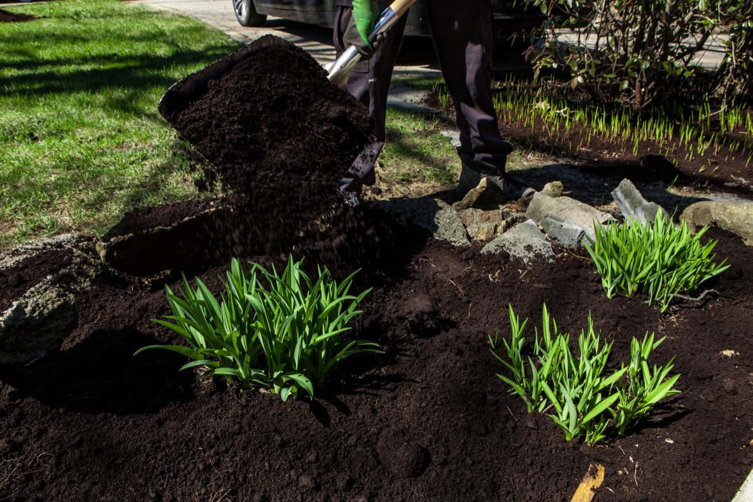 Spreading dark mulch around daylilies in a garden bed