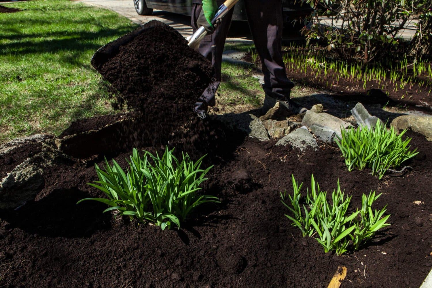 Spreading dark mulch around daylilies in a garden bed
