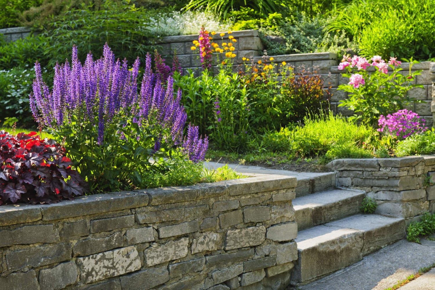 Terraced stone retaining walls and steps planted with purple salvia and flowering perennials